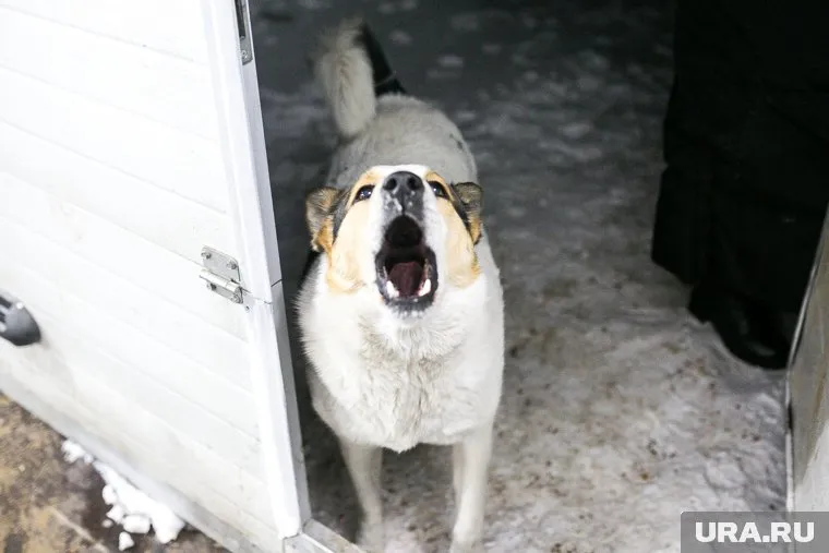 Собака поцарапала мальчика зубами, за что ответила мэрия города