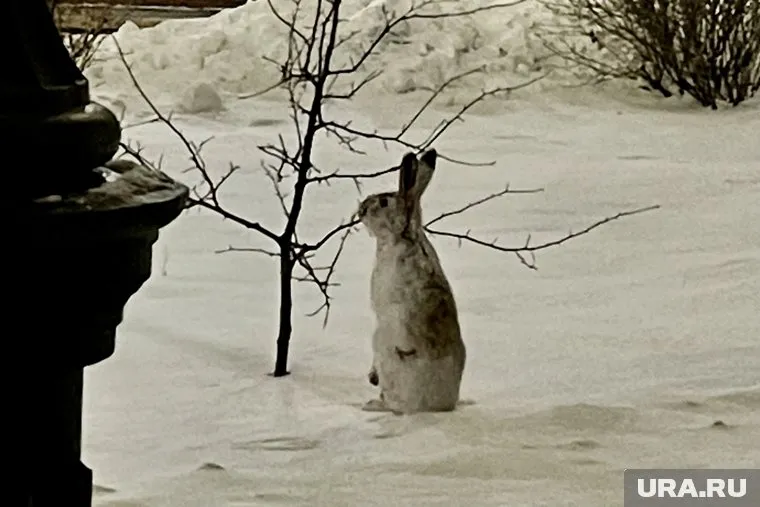 В Красной книге ЯНАО будет 153 вида животных, растений, лишайников и грибов