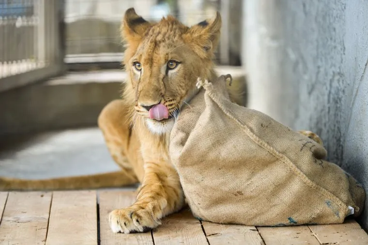 Челябинский зоопарк. Челябинск