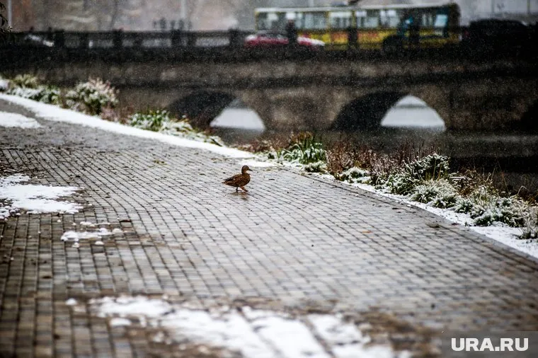 9 декабря в Екатеринбурге потеплеет до -2 градусов