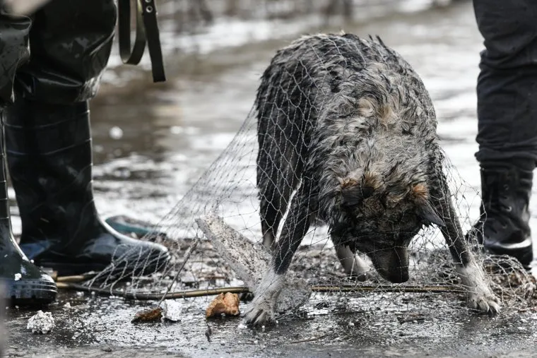 Эвакуация оставленных животных. Курган