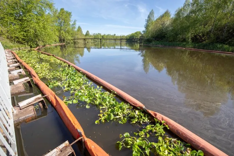 Растения высадили на территории прудка-осветлителя 