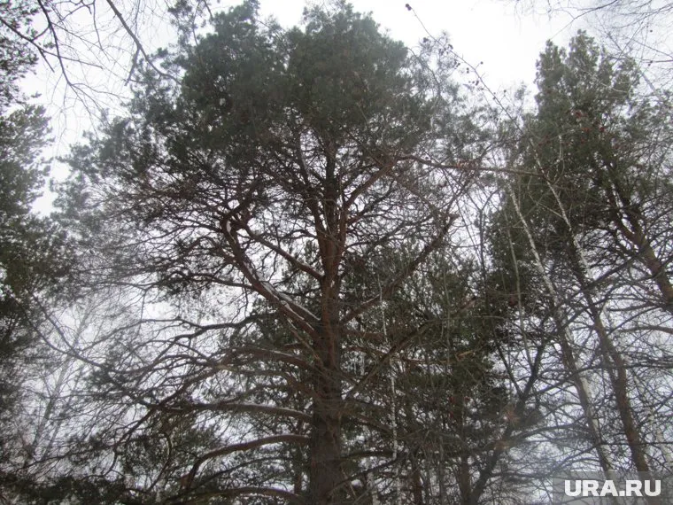 Следователи выясняют личность мужчины, погибшего в Черняевском лесу
