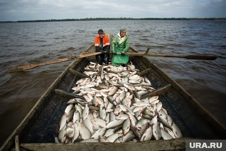 Новый законопроект устанавливает, сколько рыбы за раз может продать один рыбак