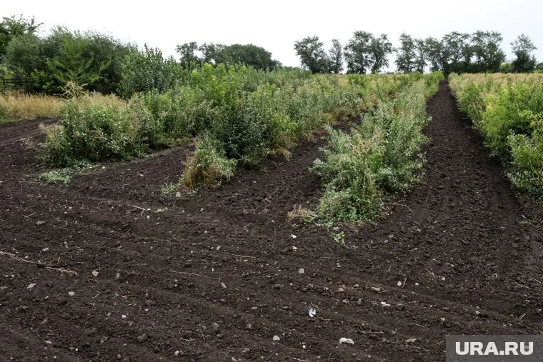 Общая площадь земель с нарушениями превысила 232 млн квадратных метров