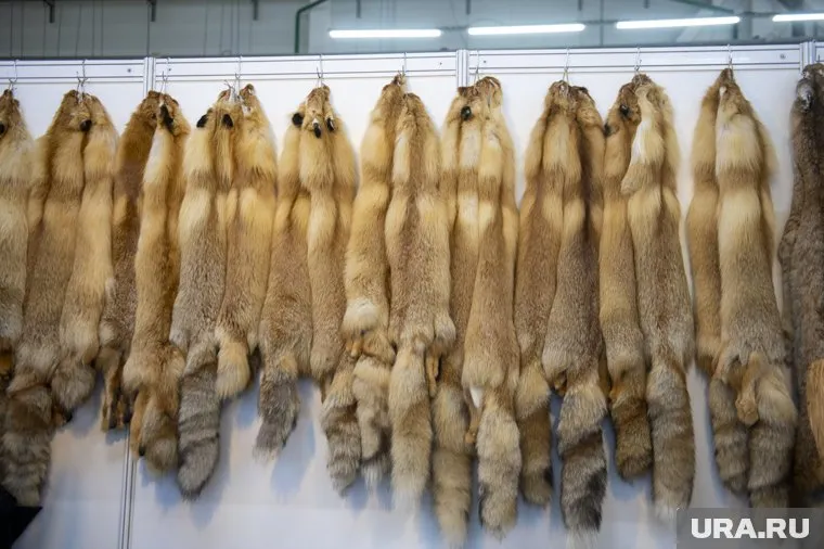 Получившие предложение стрелять за деньги в зайцев охотники высказались про охоту на лис