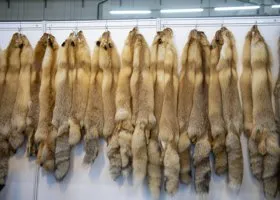 Фотография из галереи