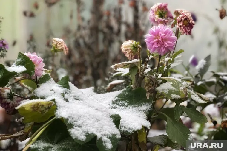 Ночью температура воздуха и почвы в Курганской области опустится до минус двух градусов