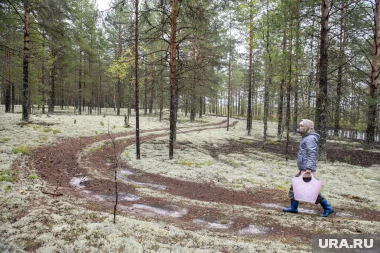 Пока первые грибы находят только в лесах Ашинского района (архивное фото)