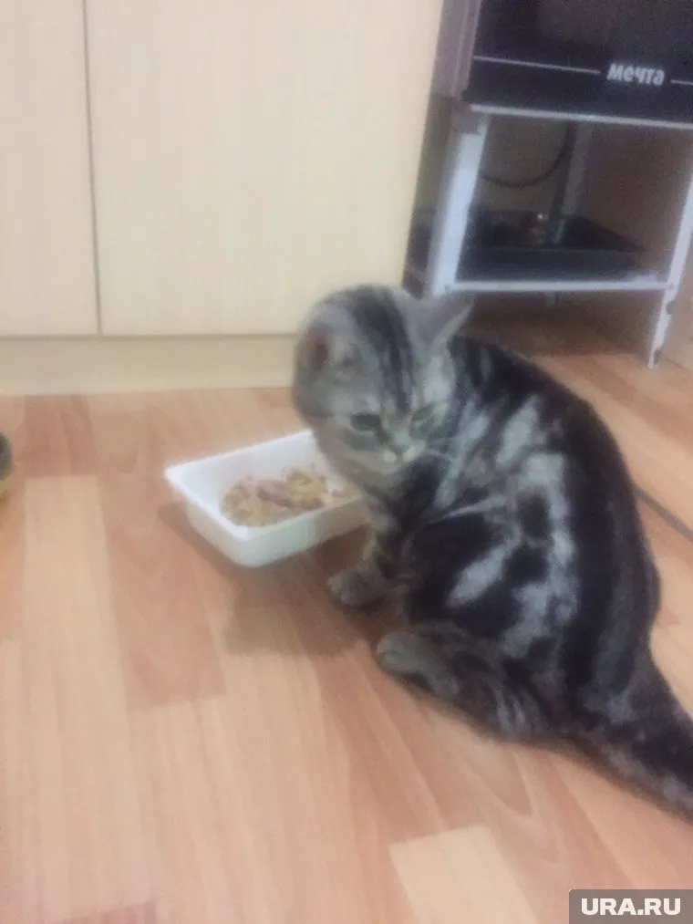 В тушенке, сделанной по ГОСТу, не нашли мяса