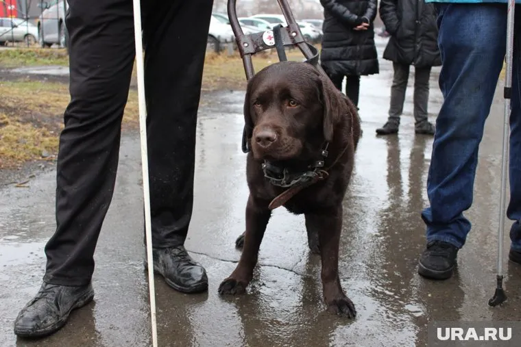 Пес пережил операцию, но ему еще предстоит длительная реабилитация