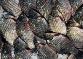 В ЯНАО запретили вылов карася