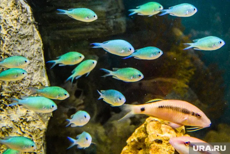 В океанариуме Когалыма придумали гендер-пати под водой