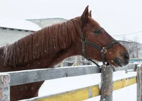 В Курганской области погиб подросток, на автомобиле врезавшись в лошадь