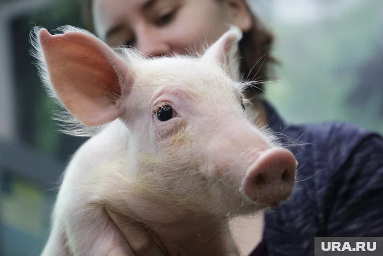 Авторы хита «Терли свинки» привезут «Урок смеха» в Новый Уренгой и Надым