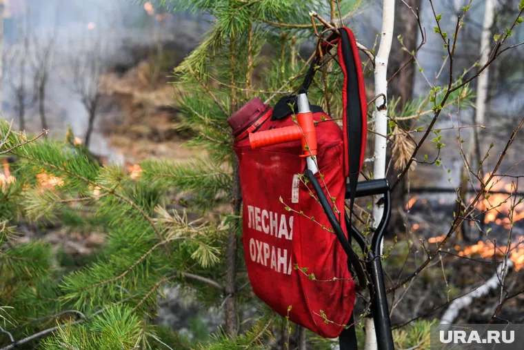 В 2025 году на территории региона сгорело 44 га леса