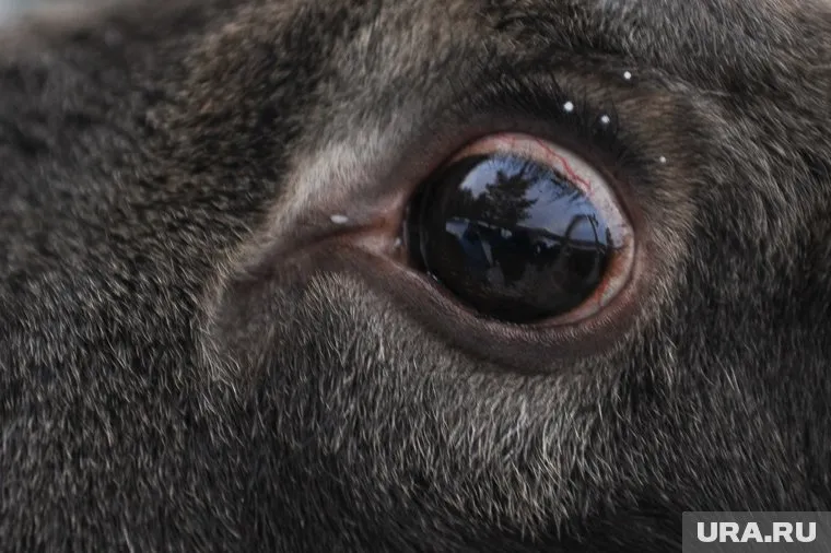 Дикое животное убегало от поезда (архивное фото)