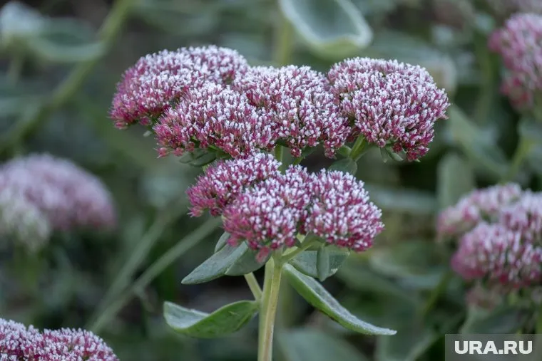 В ХМАО ожидаются летние заморозки
