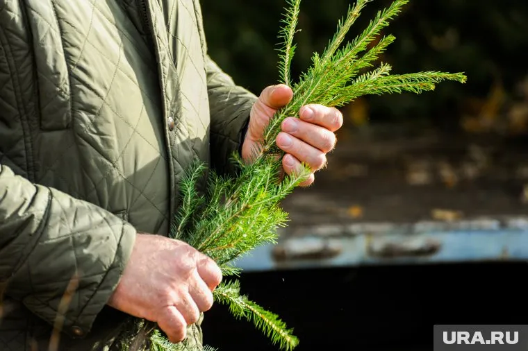 Власти посчитали участок с елкой бесхозным