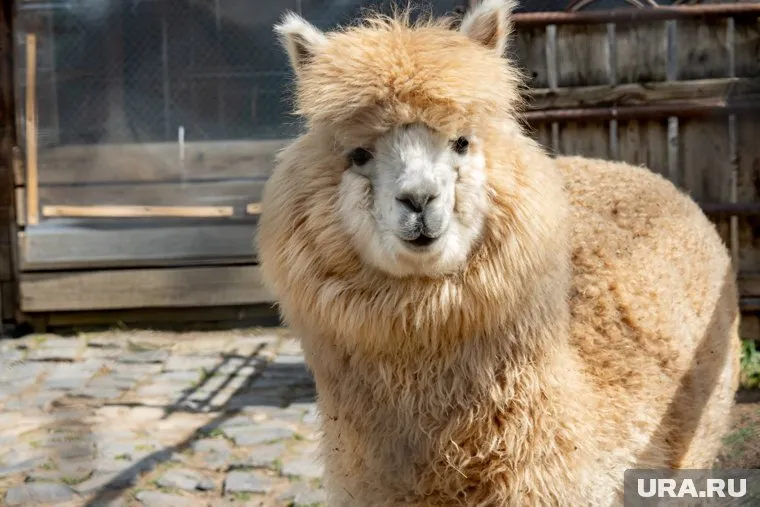 Животные расположатся рядом с новым ЖК на Тобольском тракте