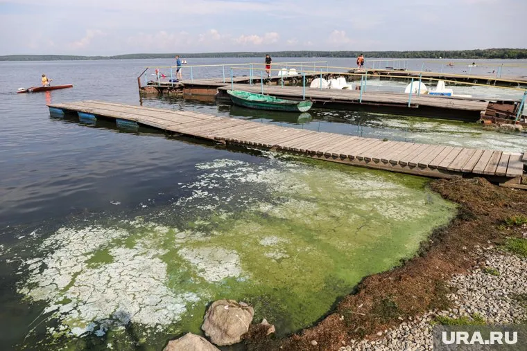 Уральцы не боятся купаться и плавать по цветущей воде