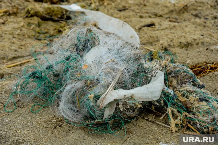 Запутавшуюся в сетях чомгу заметили сапбордисты