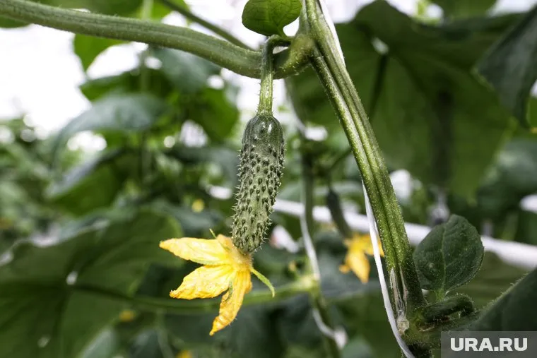 Огурцы нормализуют выработку серотонина