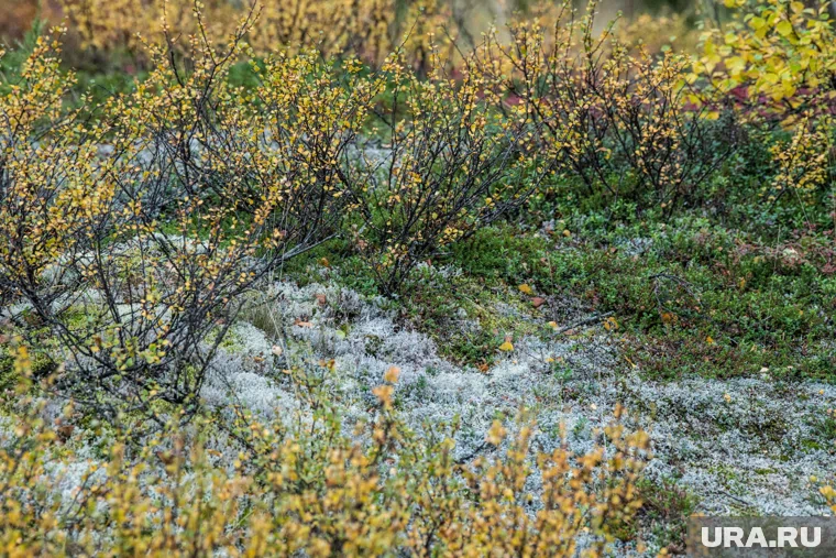 Не смотря на потепление ночью холодает до отрицательных температур
