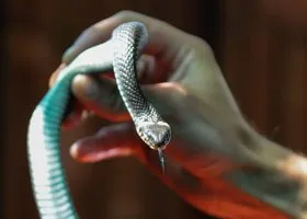 Тобольск атаковали змеи