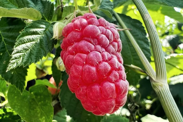 Дача. Водитель. Клипарт. Курган