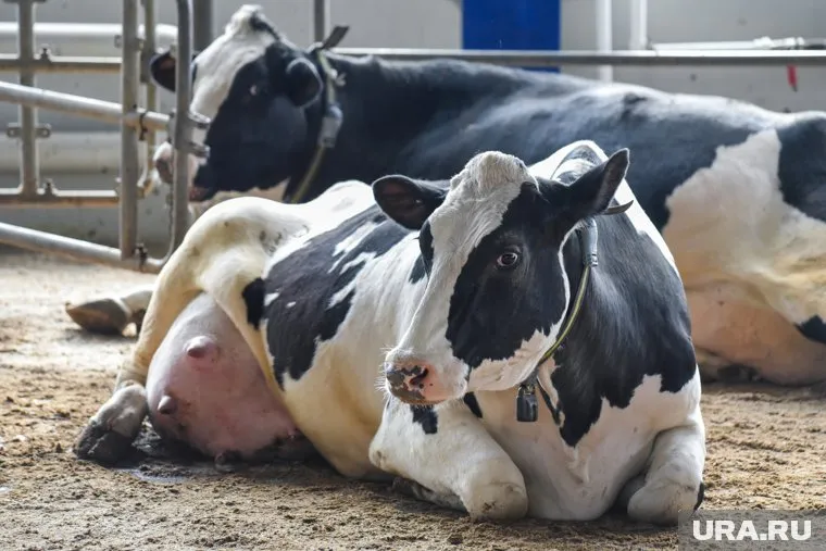 Свердловчане помогут калининградцам в разведении племенных быков