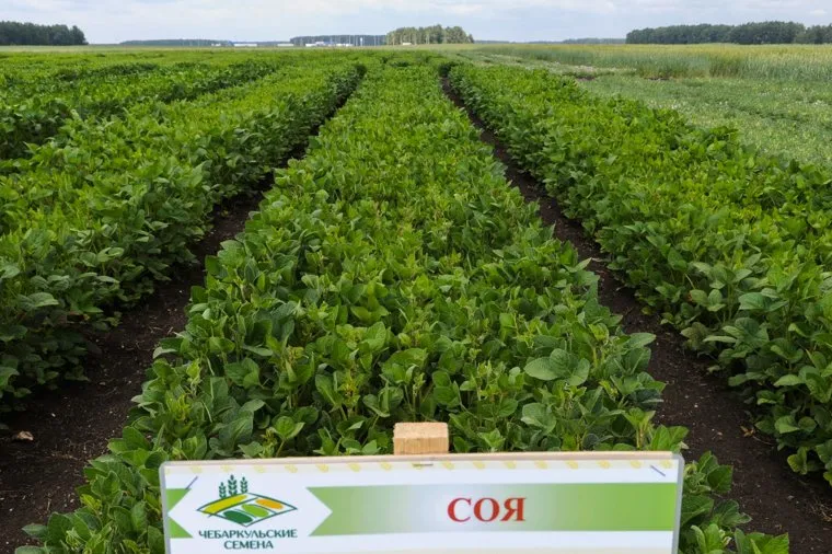 День уральского поля 2018. Чебаркульский район, Челябинская область