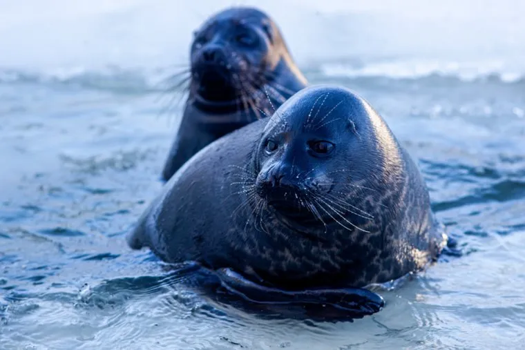 В документе уделено особое внимание мерам биологической и санитарной безопасности