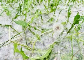 Как облегчить жизнь аллергикам в сезон тополиного пуха