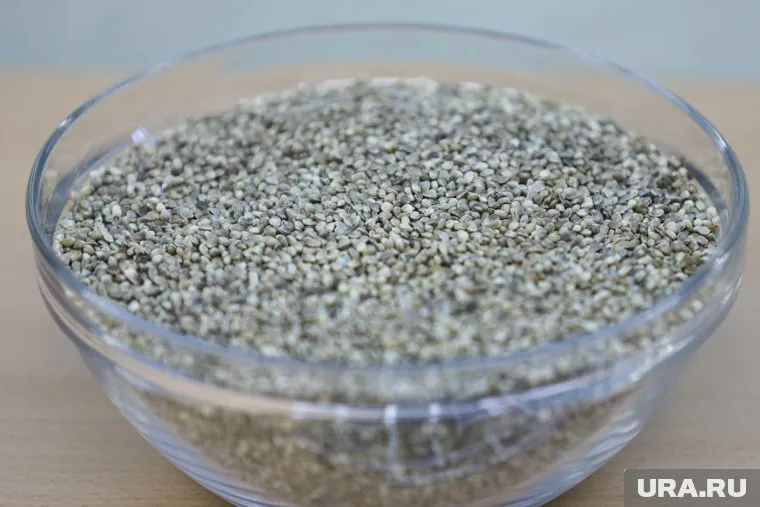 Сыпучие продукты из конопли поместят в картон