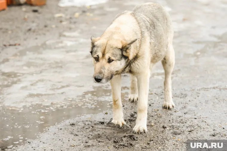 Пес по кличке Бутуз должен пройти реабилитацию в Санкт-Петербурге (архивное фото)