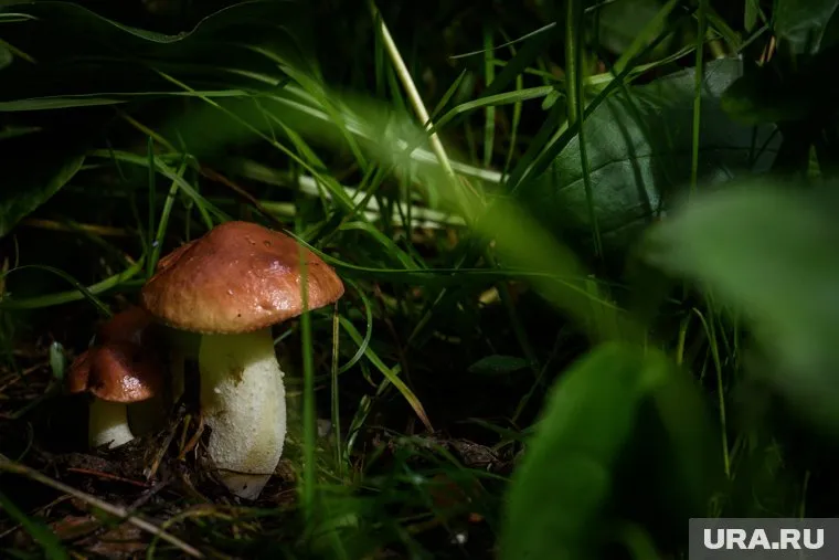 Грибы появились после дождей