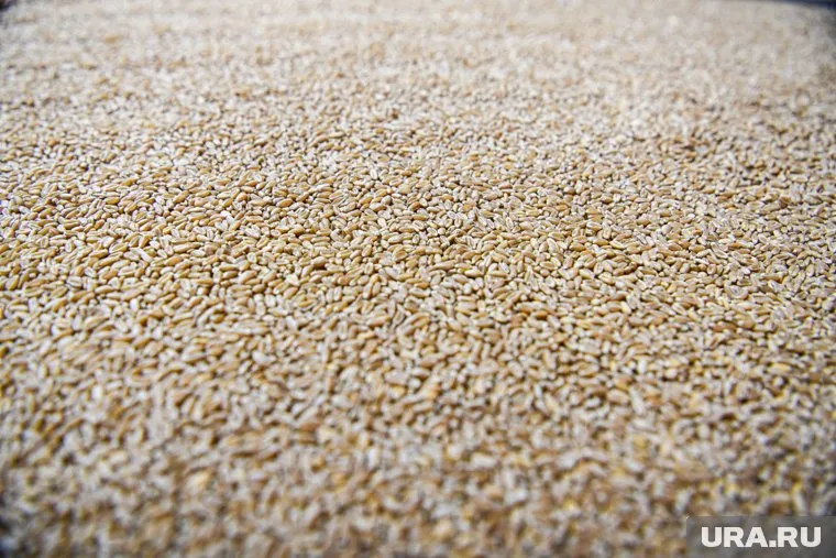 Мишустин поручил правительству дополнительно выделить средства на поддержку агропромышленного комплекса