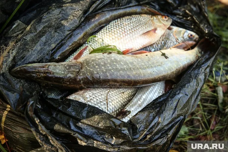 В икре щуки могут оказаться личинки глистов, которые паразитируют организм человека, пояснил Владимир Сергиев