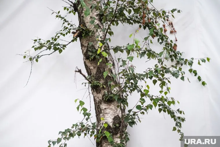 Мужчина подозревается в вырубке берез и пней