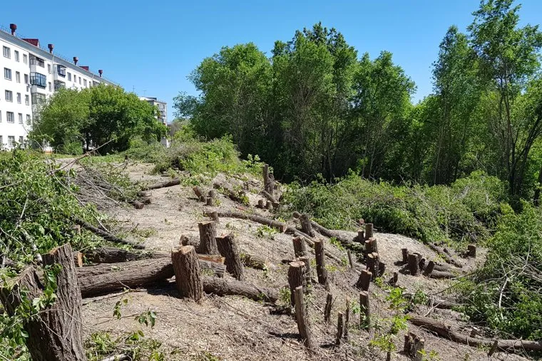 Вырубка деревьев на набережной в Центральном парке культуры и отдыха. Курган