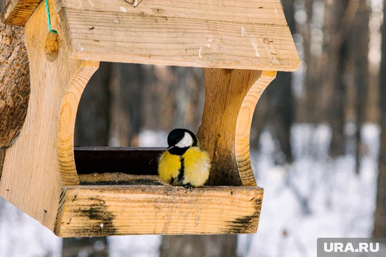 Чаще всего к городским кормушкам прилетают синицы