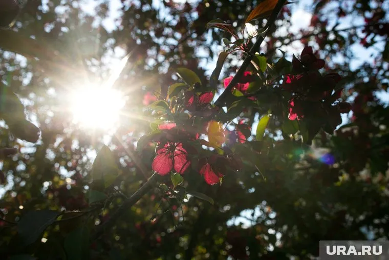 В Тюмени ожидается теплый и солнечный день