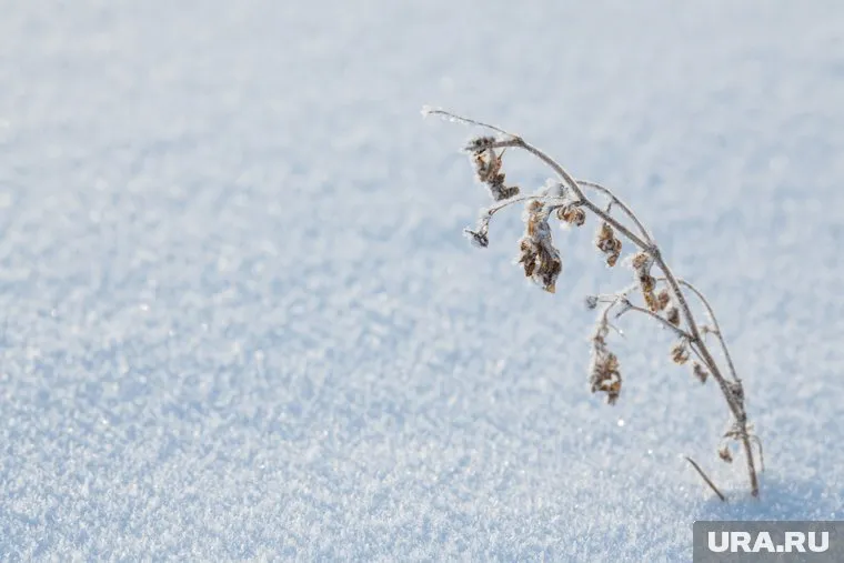 Снежный покров в Кургане сильно сократился из-за дождя