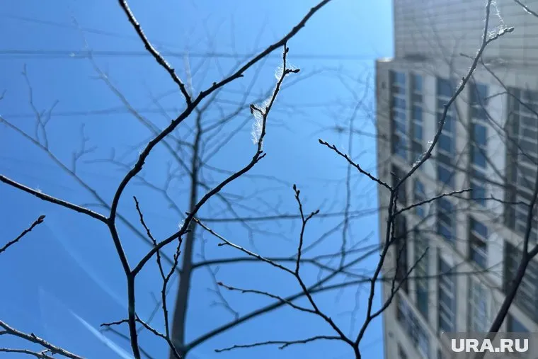 Жители винят деревья в появлении сырости и насекомых в квартирах