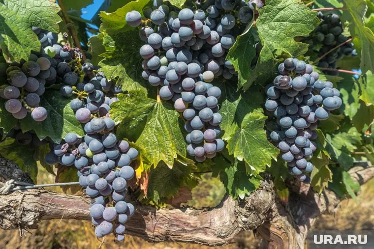 Самое дорогое вино в мире было куплено частным коллекционером