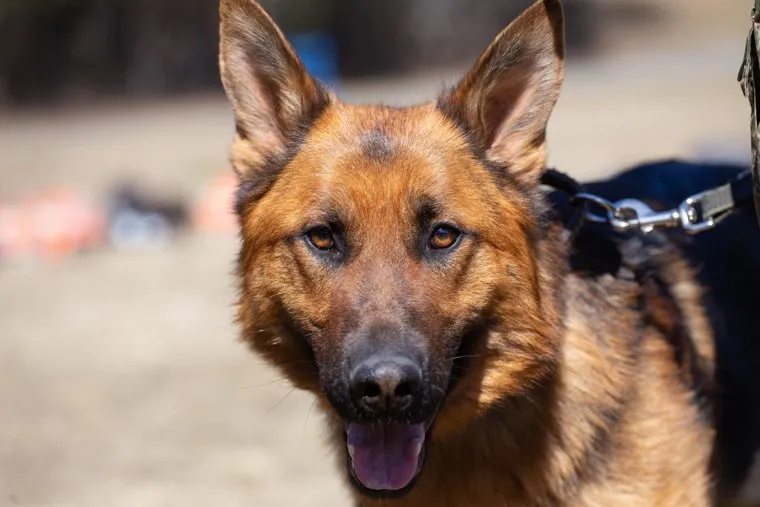 Таможенные собаки ищут запрещенные вещества и деньги. Екатеринбург