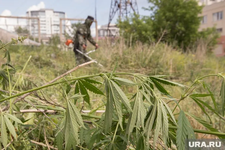 Покупать наркотики на Ямале дорого и опасно, считает писатель и журналист