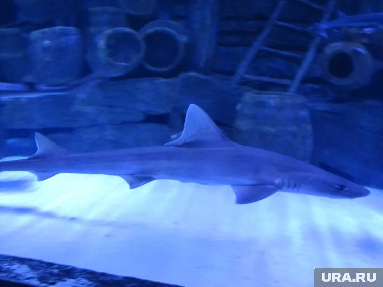 В мессенджере уверены, что поймана не та акула