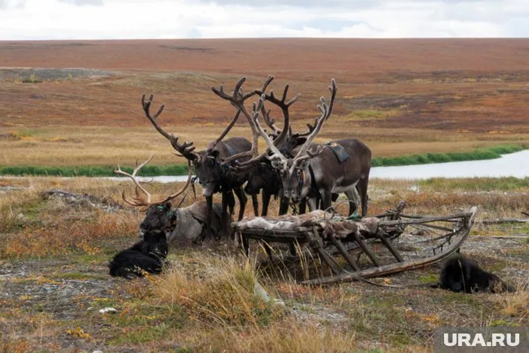 Традиционные районы каслания и выпаса оленей исключены из реестра свободных земель